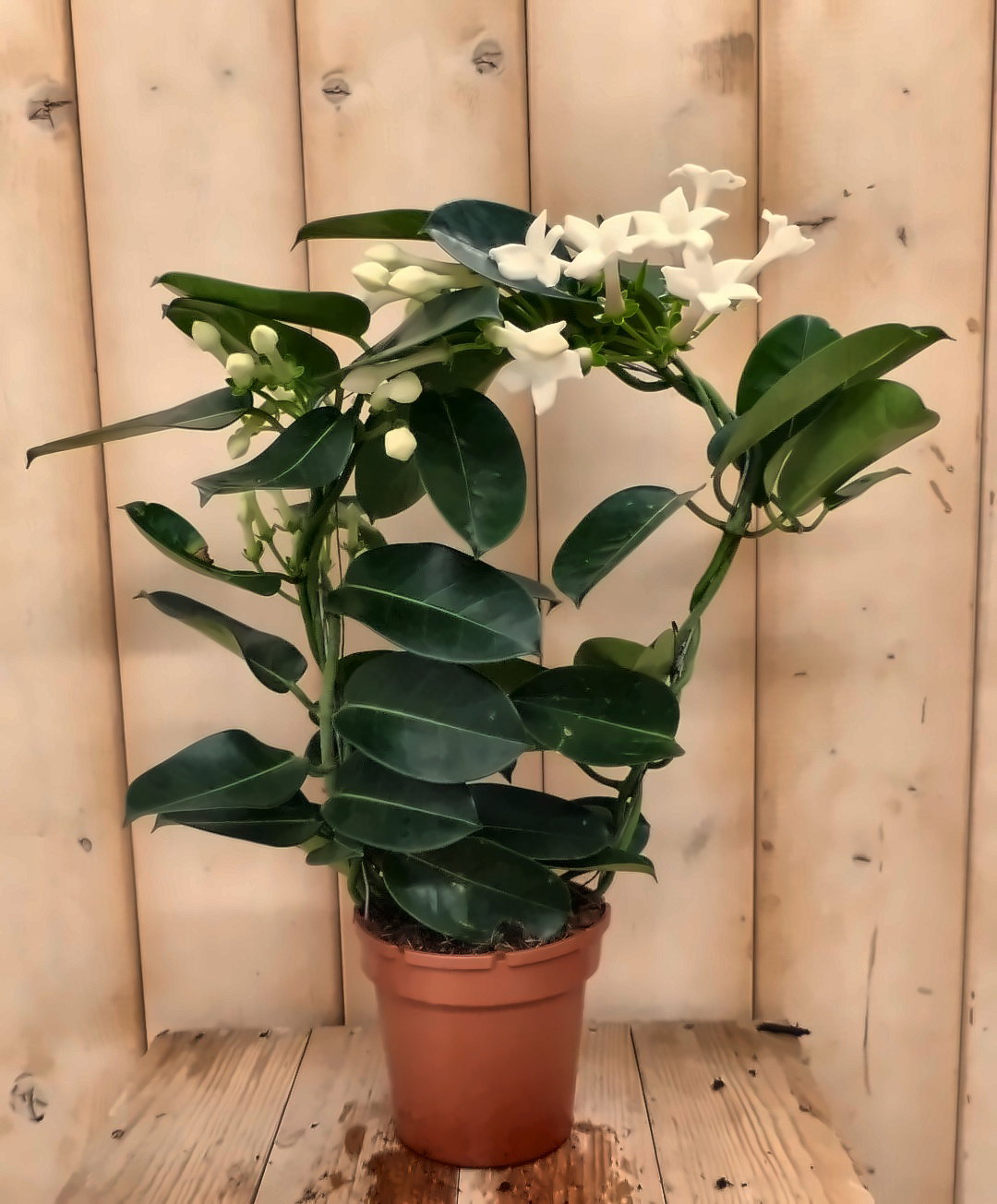 https://cdn.warentuin.nl/media/catalog/product/L/E/LEVE8149900041969_stephanotis_bruidsbloem_30f2.jpg