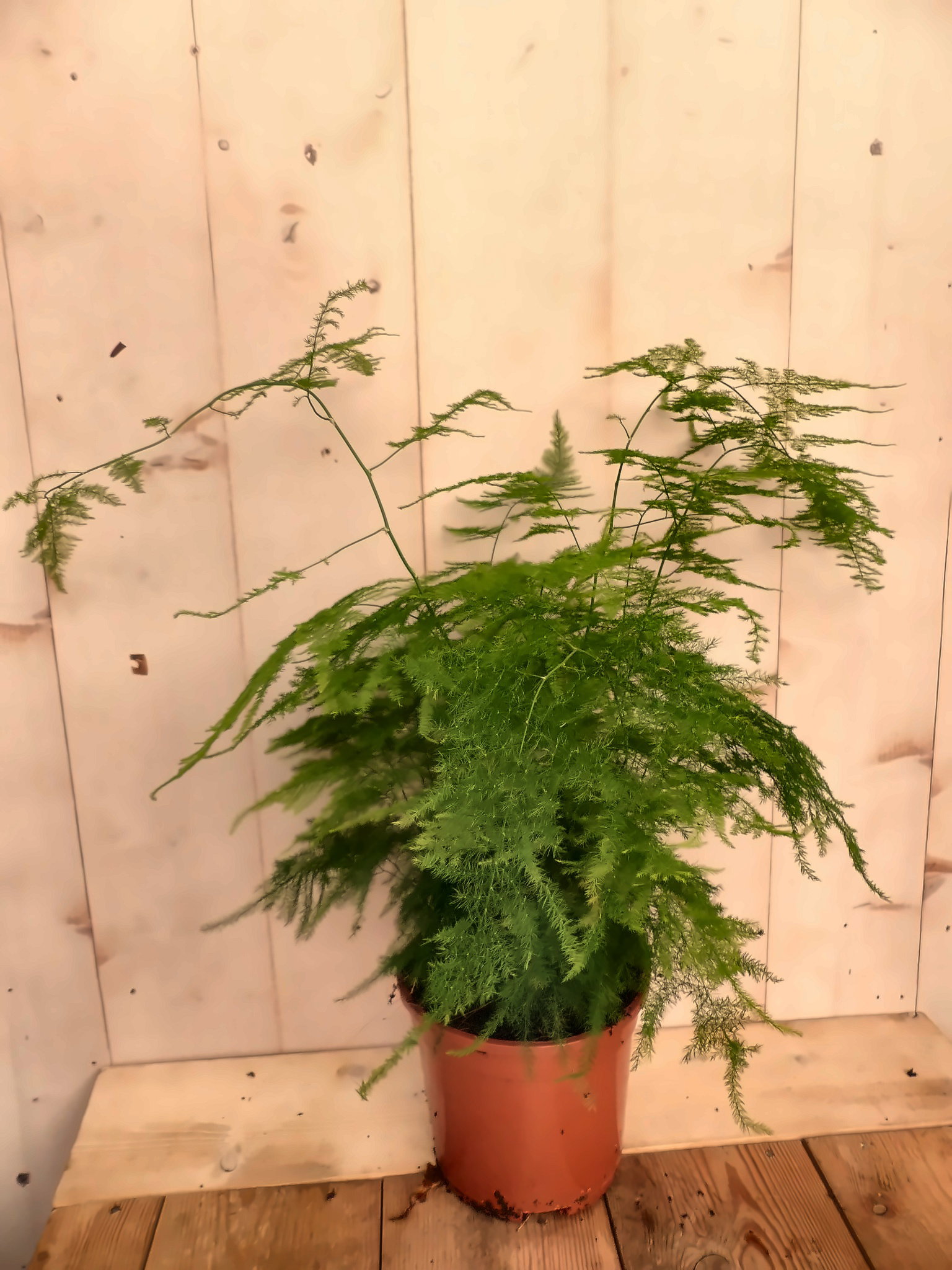 Asparagus Sierasperge zeer fijn blad kamerplant Warentuin Natuurlijk - Warentuin natuurlijk