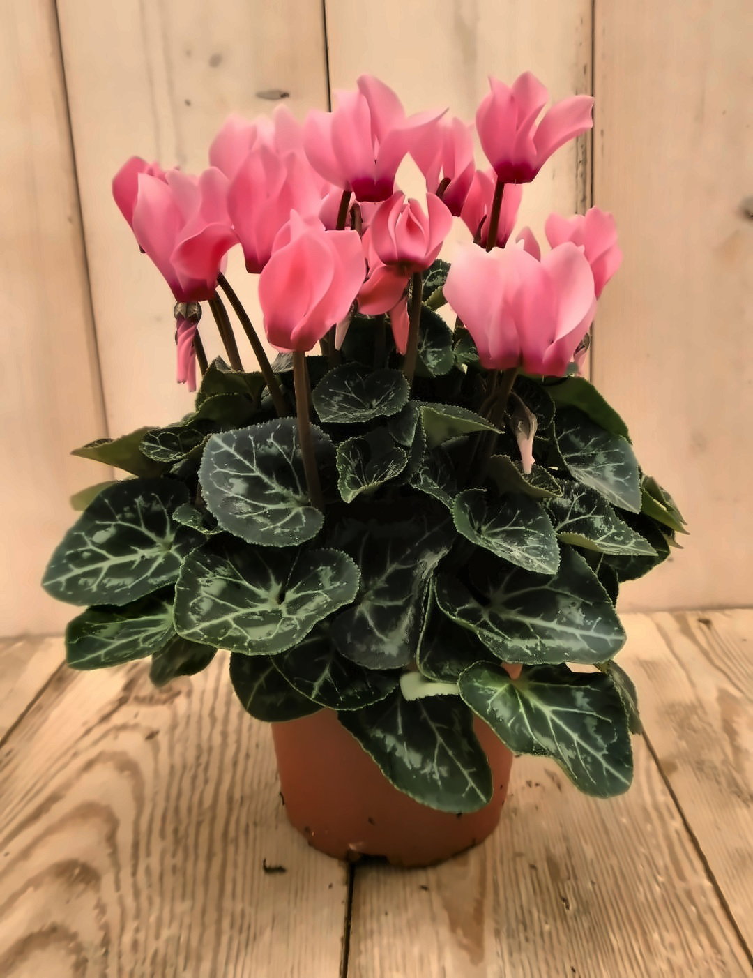 3 stuks! Cyclaam roze/licht-roze Warentuin Natuurlijk - Warentuin natuurlijk
