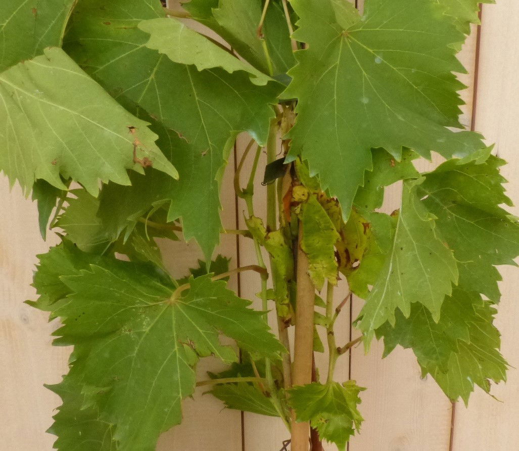 https://cdn.warentuin.nl/media/catalog/product/L/E/LEVE8149900043041_2_warentuin_natuurlijk_vaste_plant_druif_vitis_eetbaar_33b3.jpg