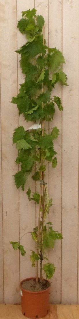 https://cdn.warentuin.nl/media/catalog/product/L/E/LEVE8149900043041_warentuin_natuurlijk_vaste_plant_druif_vitis_eetbaar_34dc.jpg