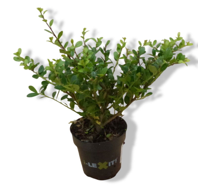 https://cdn.warentuin.nl/media/catalog/product/L/E/LEVE8149900043045_01_warentuin_natuurlijk_3_stuks_ilex_donkergroen_klein_japans_c596.jpg