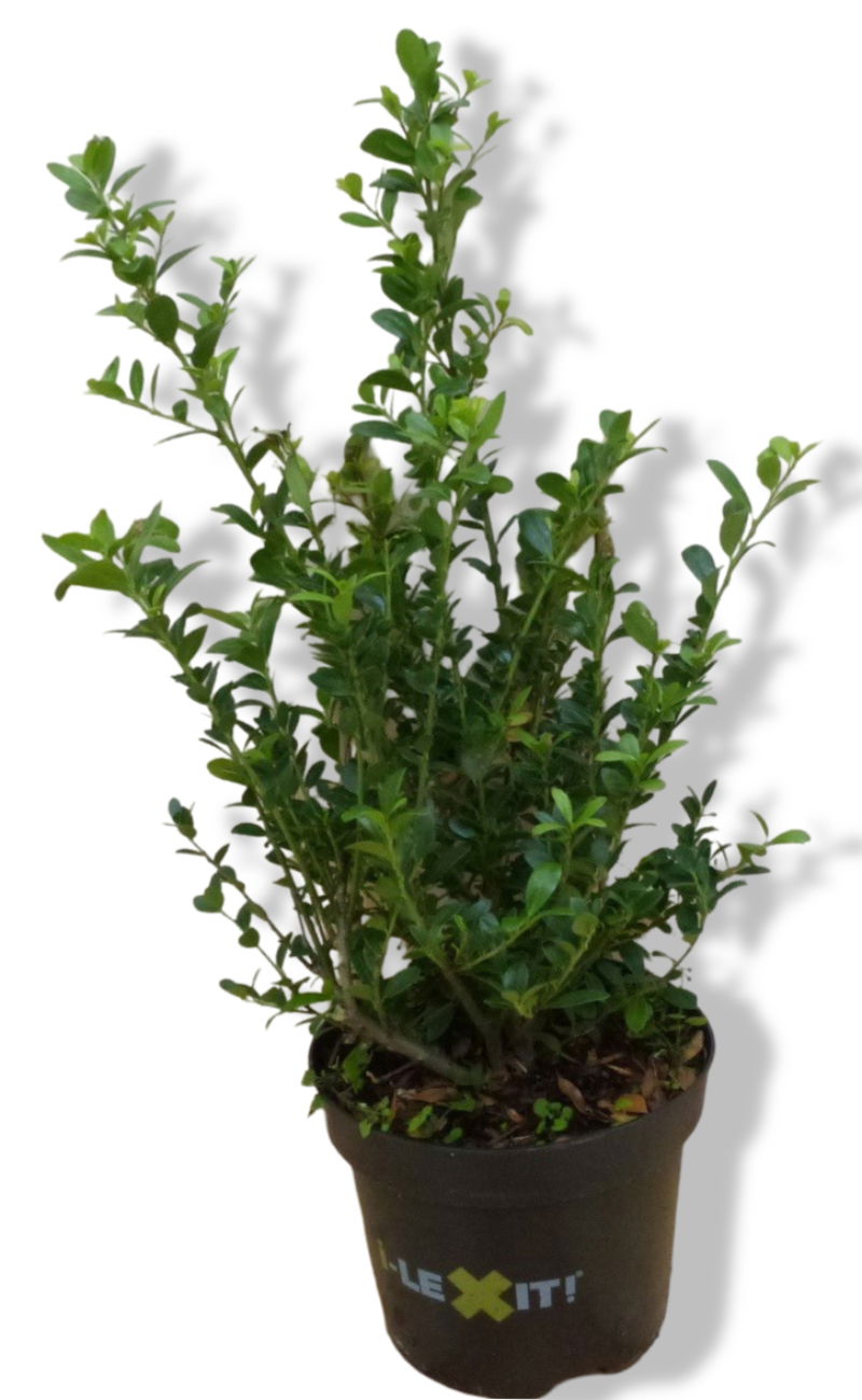 https://cdn.warentuin.nl/media/catalog/product/L/E/LEVE8149900043048_01_warentuin_natuurlijk_ilex_donker_groen_hulst_warentuin_nat_a541.jpg