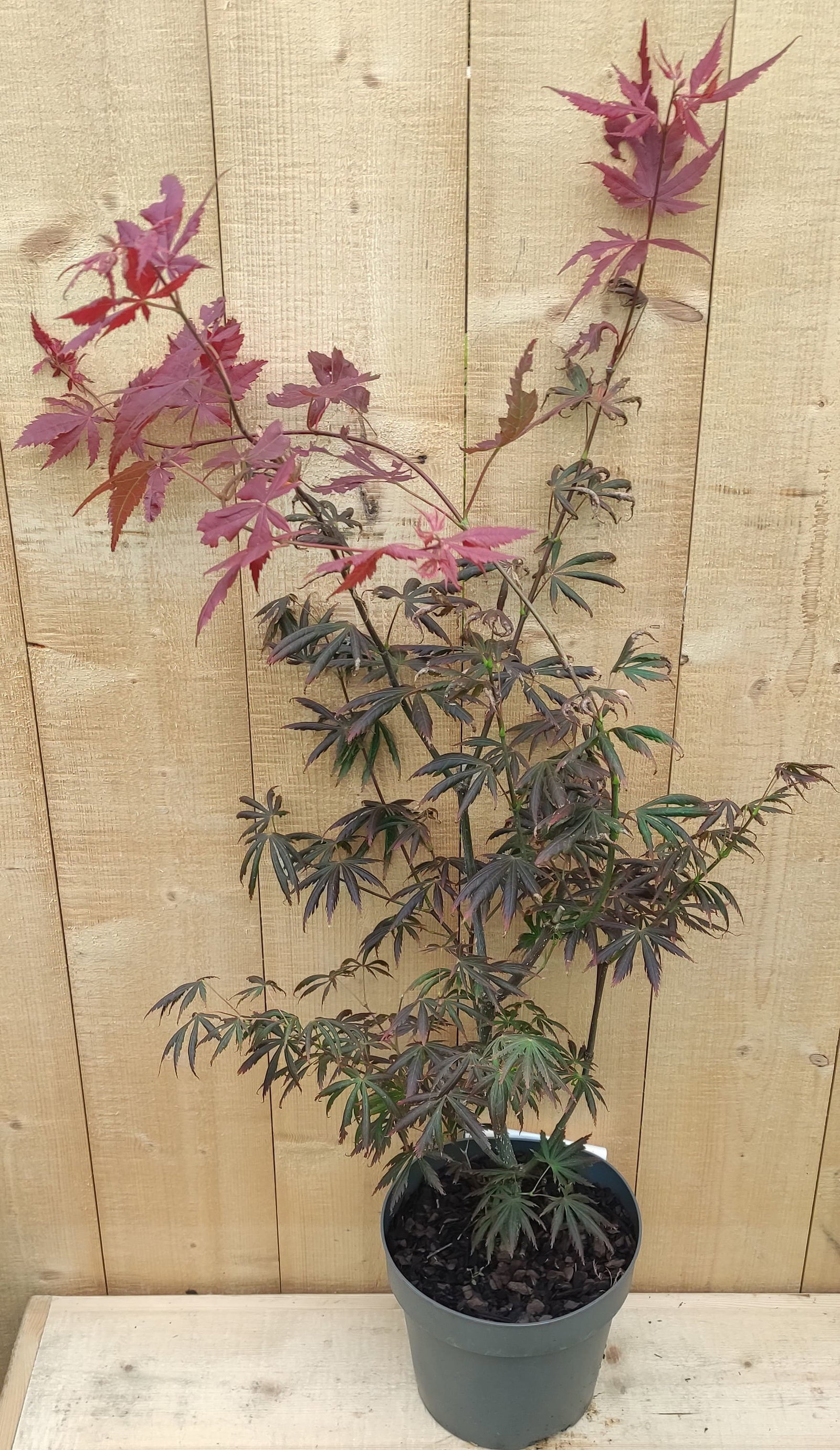 https://cdn.warentuin.nl/media/catalog/product/L/E/LEVE8149900043080_Japanse_Esdorn_Acer_Rood_struik_80_cm_Warentuin_Natuurlijk_800c.jpg