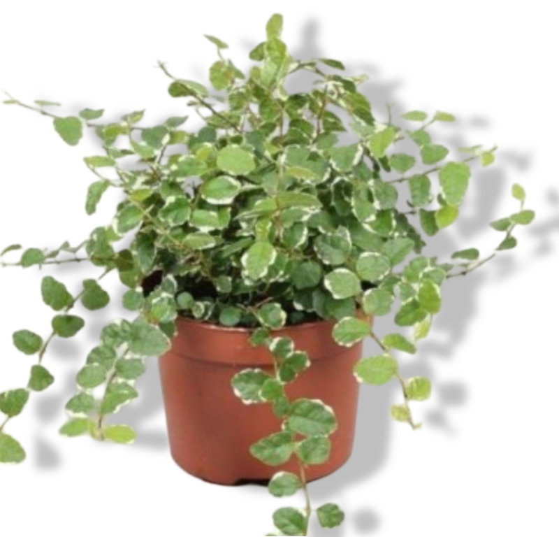 https://cdn.warentuin.nl/media/catalog/product/L/E/LEVE8149900043093_01_warentuin_natuurlijk_ficus_pumila_viridi_kam_2357.jpg