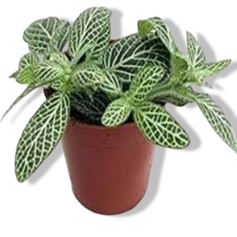 https://cdn.warentuin.nl/media/catalog/product/L/E/LEVE8149900043094_01_warentuin_natuurlijk_fittoria_wit_viridi_kam_311a.jpg
