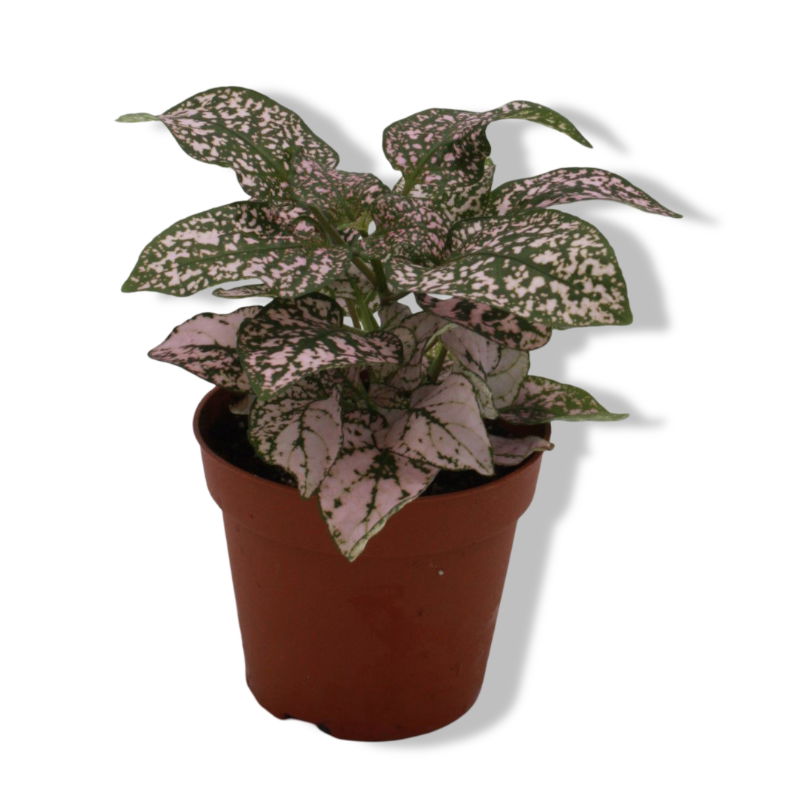 https://cdn.warentuin.nl/media/catalog/product/L/E/LEVE8149900043097_01_warentuin_natuurlijk_hypoestes_roze_viridi_k_23b7.jpg