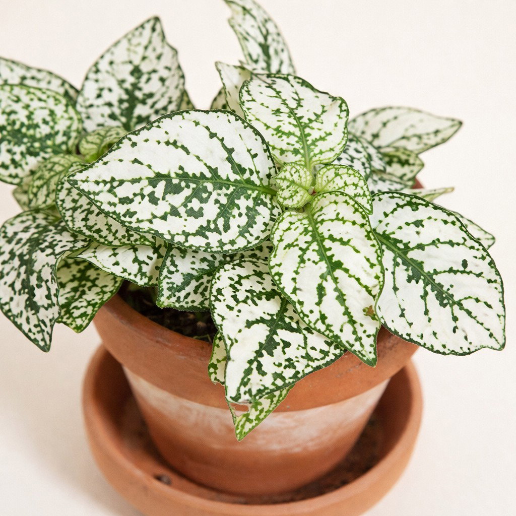 Hypoestes wit kamerplant Warentuin Natuurlijk - Warentuin natuurlijk