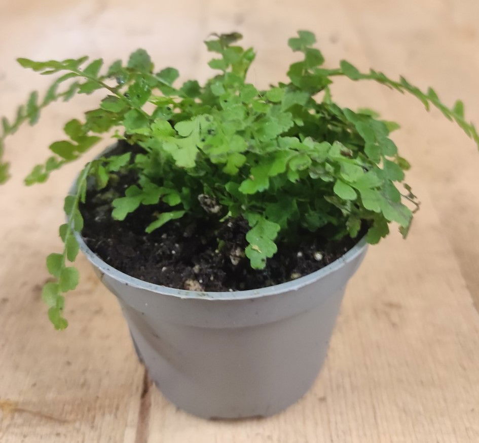https://cdn.warentuin.nl/media/catalog/product/L/E/LEVE8149900043099_Kamerplant_Mini_varentje_Warentuin_Natuurlijk_1_2e5e.jpg