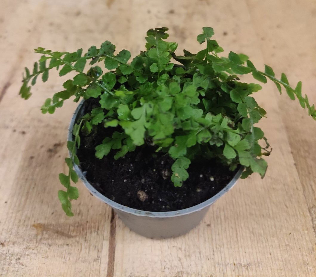 https://cdn.warentuin.nl/media/catalog/product/L/E/LEVE8149900043099_Kamerplant_Mini_varentje_Warentuin_Natuurlijk_2_6804.jpg