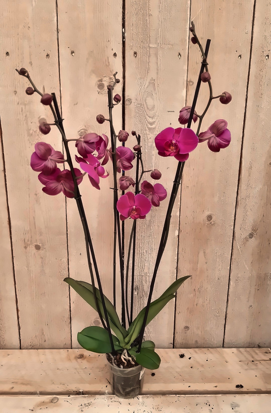 Vlinderorchidee phalaenopsis roze 4 takken kamerplant Warentuin Natuurlijk - Warentuin natuurlijk