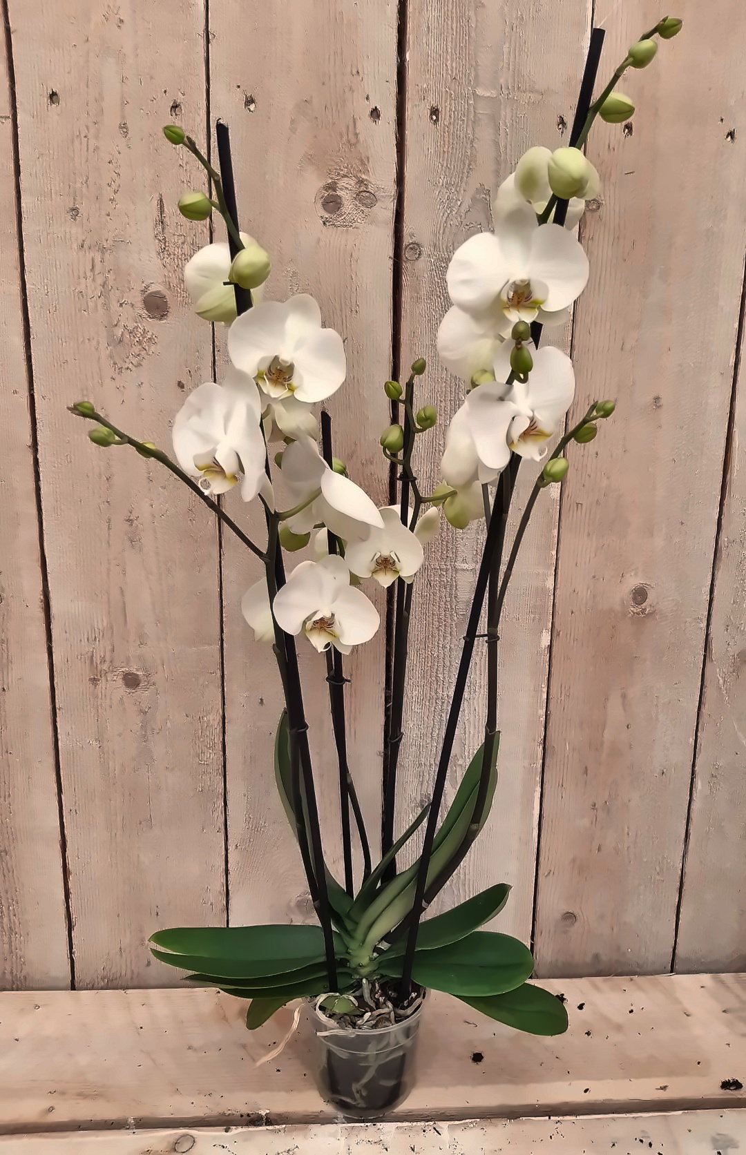 Vlinderorchidee phalaenopsis wit 4 takken kamerplant Warentuin Natuurlijk - Warentuin natuurlijk