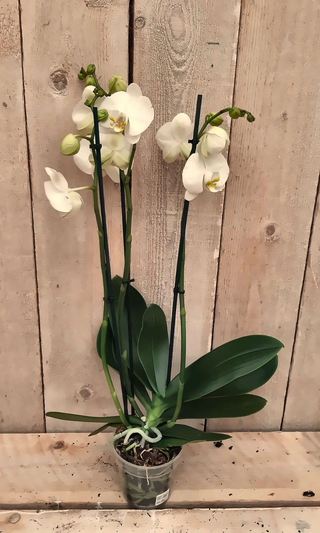 Vlinderorchidee phalaenopsis wit 3 takken kamerplant Warentuin Natuurlijk - Warentuin natuurlijk
