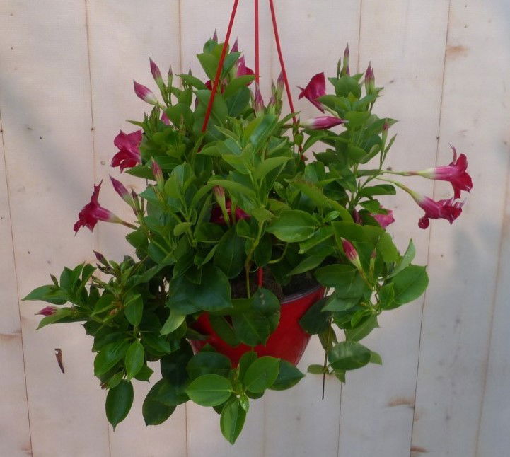 https://cdn.warentuin.nl/media/catalog/product/L/E/LEVE8149900043224_dipladenia_mandevilla_sundaville_rood_d1a2.jpg