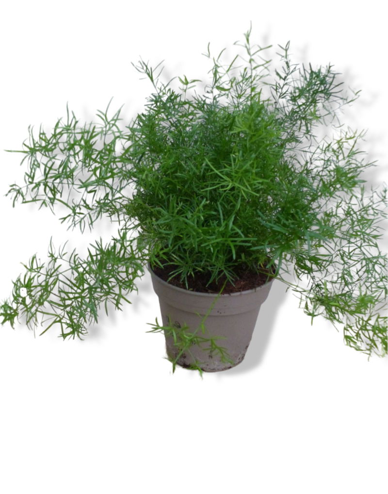 https://cdn.warentuin.nl/media/catalog/product/L/E/LEVE8149900043248_01_warentuin_natuurlijk_sierasperge_asparagus_k_f35c.jpg