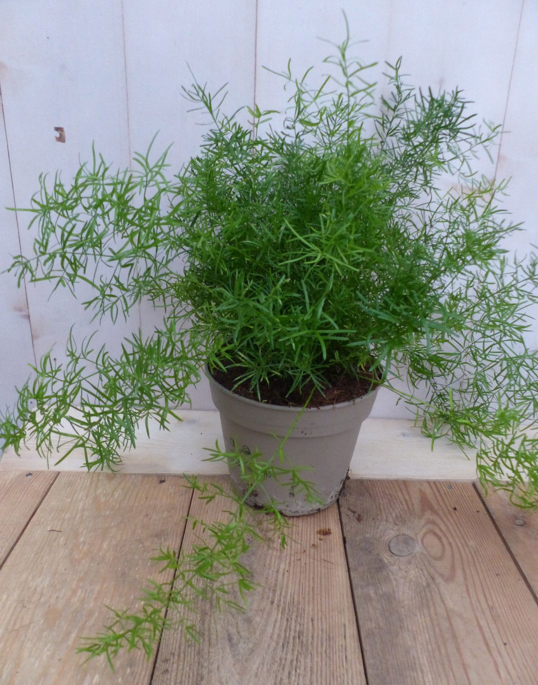 https://cdn.warentuin.nl/media/catalog/product/L/E/LEVE8149900043248_2_warentuin_natuurlijk_plant_kamerplant_sierasperge_asparagus_4645.JPG