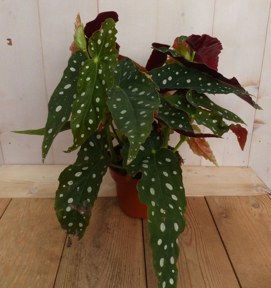 https://cdn.warentuin.nl/media/catalog/product/L/E/LEVE8149900043249_2_warentuin_natuurlijk_plant_kamerplant_begonia_met_stip_bego_7d78.JPG