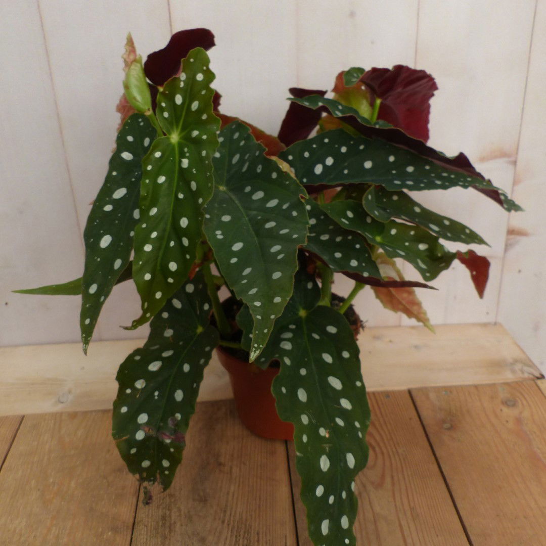 https://cdn.warentuin.nl/media/catalog/product/L/E/LEVE8149900043249_warentuin_natuurlijk_plant_kamerplant_begonia_met_stip_begoni_e5b9.JPG