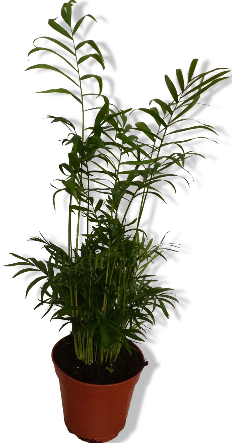 https://cdn.warentuin.nl/media/catalog/product/L/E/LEVE8149900043251_01_warentuin_natuurlijk_mexicaanse_dwergpalm_ch_688e.jpg