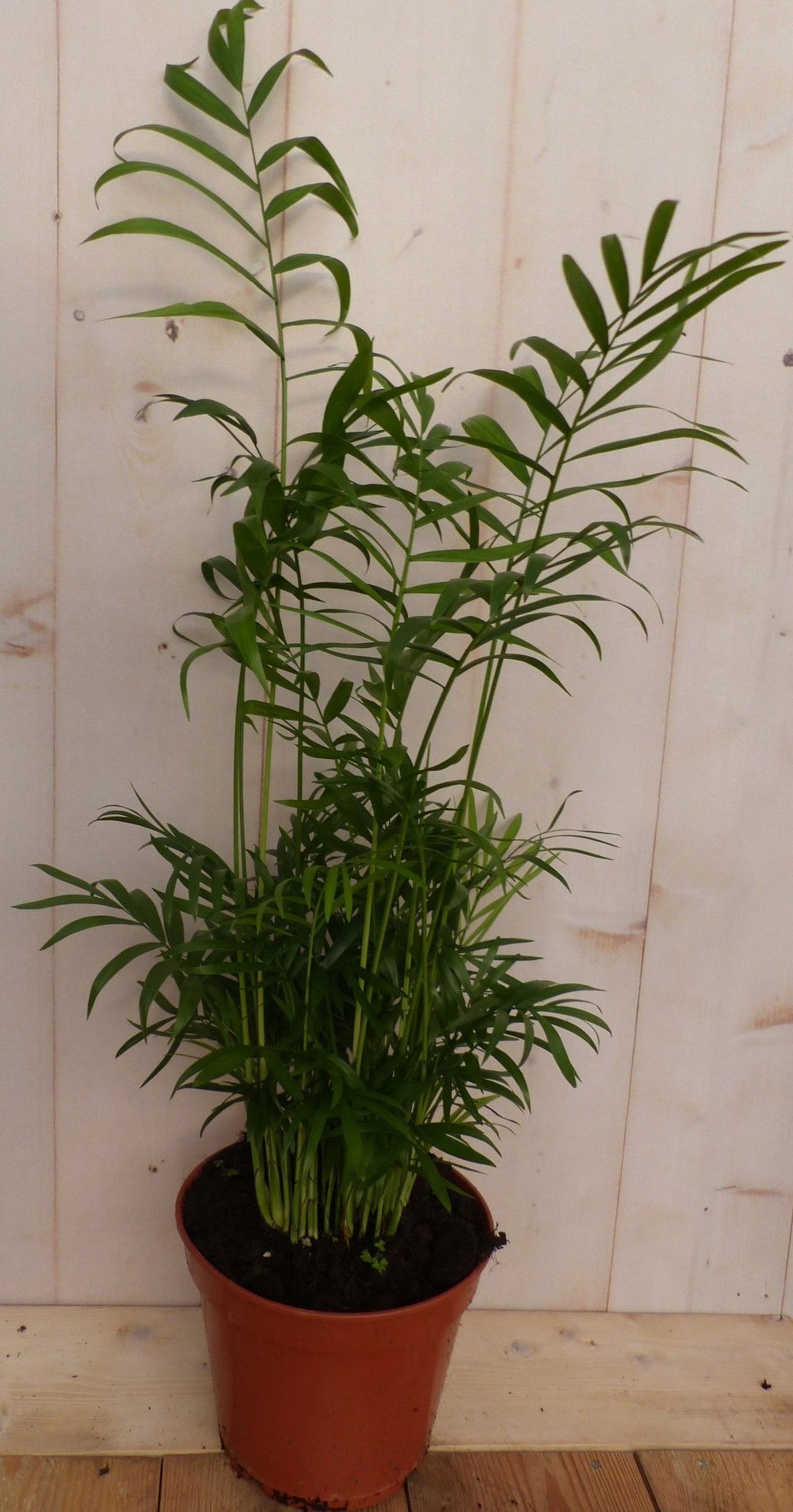 https://cdn.warentuin.nl/media/catalog/product/L/E/LEVE8149900043251_warentuin_natuurlijk_plant_kamerplant_mexicaanse_dwergpalm_ch_5a74.JPG