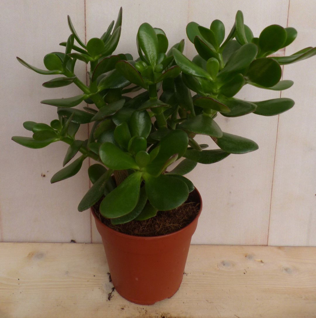 https://cdn.warentuin.nl/media/catalog/product/L/E/LEVE8149900043252_2_warentuin_natuurlijk_vetplant_kamerplant_dikblad_crassula_01ba.JPG