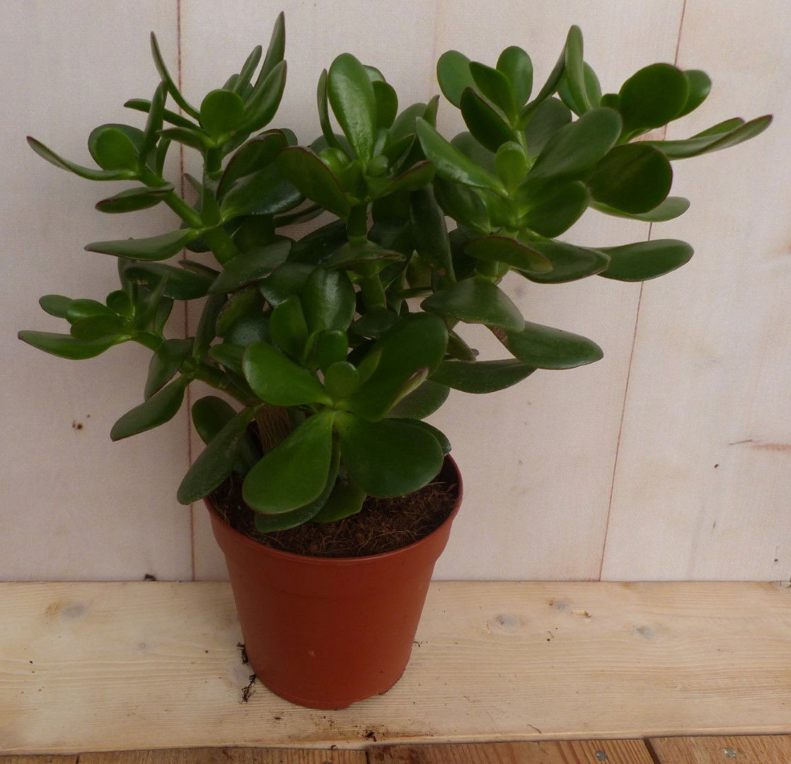 https://cdn.warentuin.nl/media/catalog/product/L/E/LEVE8149900043252_warentuin_natuurlijk_vetplant_kamerplant_dikblad_crassula_03c2.JPG