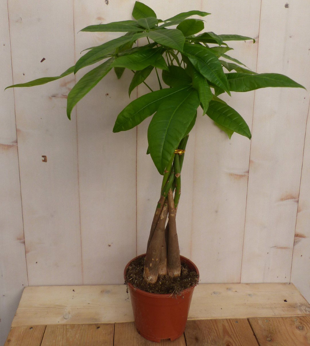 https://cdn.warentuin.nl/media/catalog/product/L/E/LEVE8149900043254_2_warentuin_natuurlijk_plant_kamerplant_geldboom_pachira_a1c4.JPG