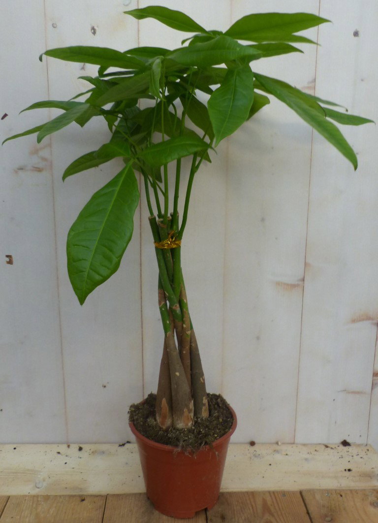 https://cdn.warentuin.nl/media/catalog/product/L/E/LEVE8149900043254_warentuin_natuurlijk_plant_kamerplant_geldboom_pachira_ad23.JPG