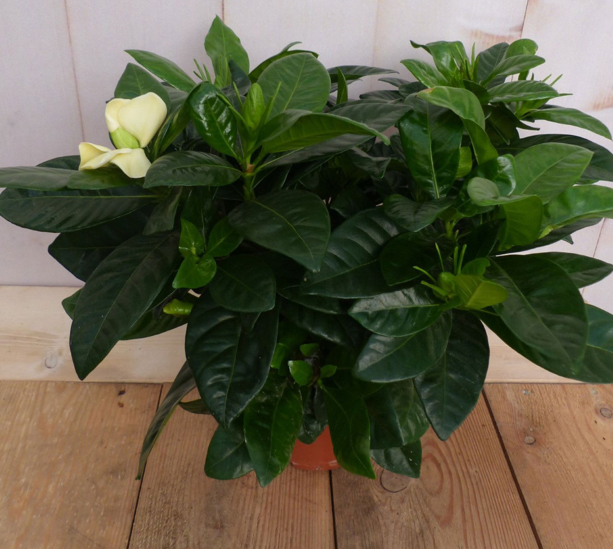 https://cdn.warentuin.nl/media/catalog/product/L/E/LEVE8149900043255_2_warentuin_natuurlijk_plant_kamerplant_kaapse_jasmijn_garden_3f90.JPG