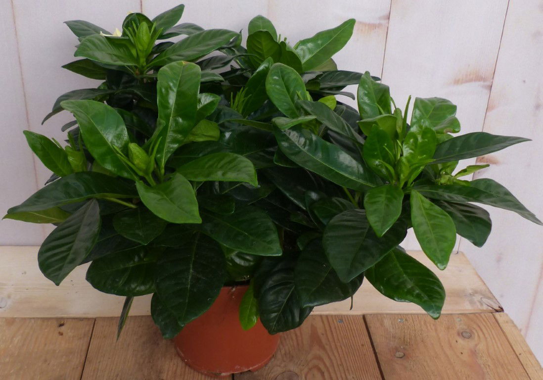 https://cdn.warentuin.nl/media/catalog/product/L/E/LEVE8149900043255_warentuin_natuurlijk_plant_kamerplant_kaapse_jasmijn_gardenia_eeaa.JPG