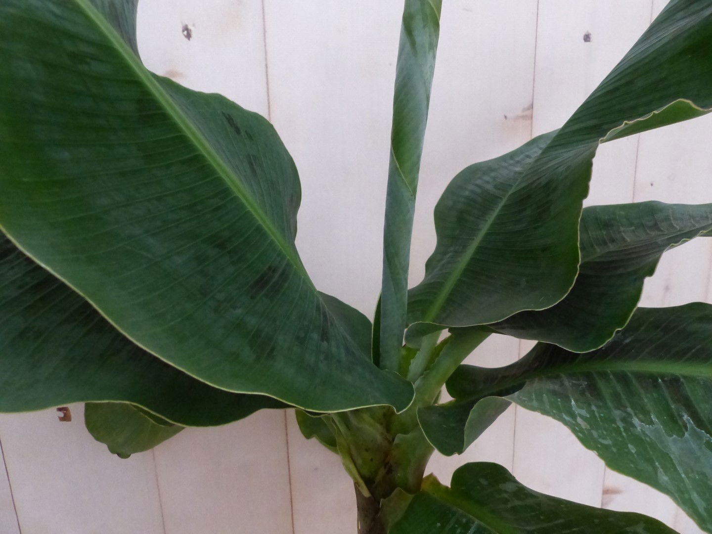 https://cdn.warentuin.nl/media/catalog/product/L/E/LEVE8149900043256_2_warentuin_natuurlijk_plant_kamerplant_bananenplant_musa_0256.JPG