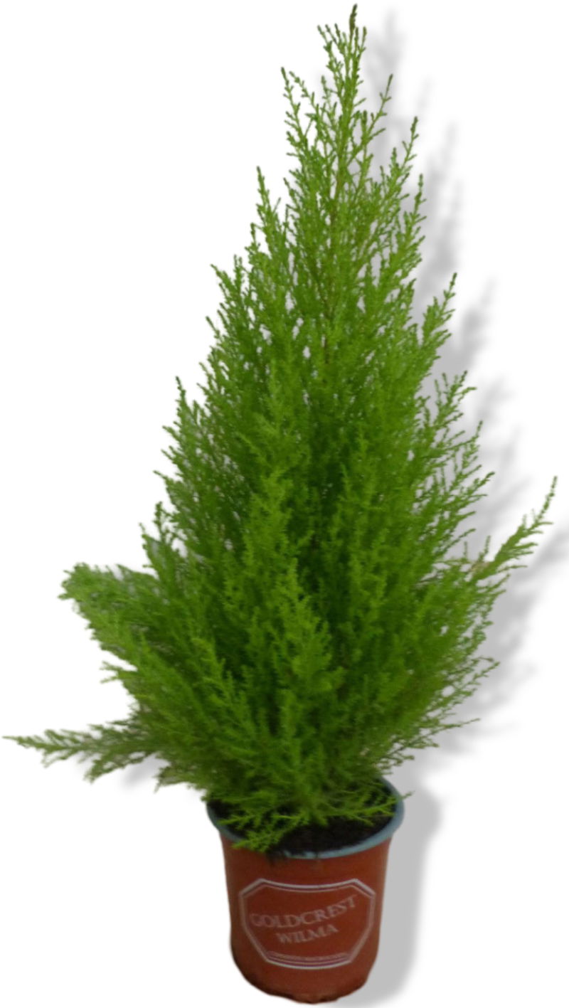 https://cdn.warentuin.nl/media/catalog/product/L/E/LEVE8149900043257_01_warentuin_natuurlijk_kamerconifeer_cupressac_4468.jpg