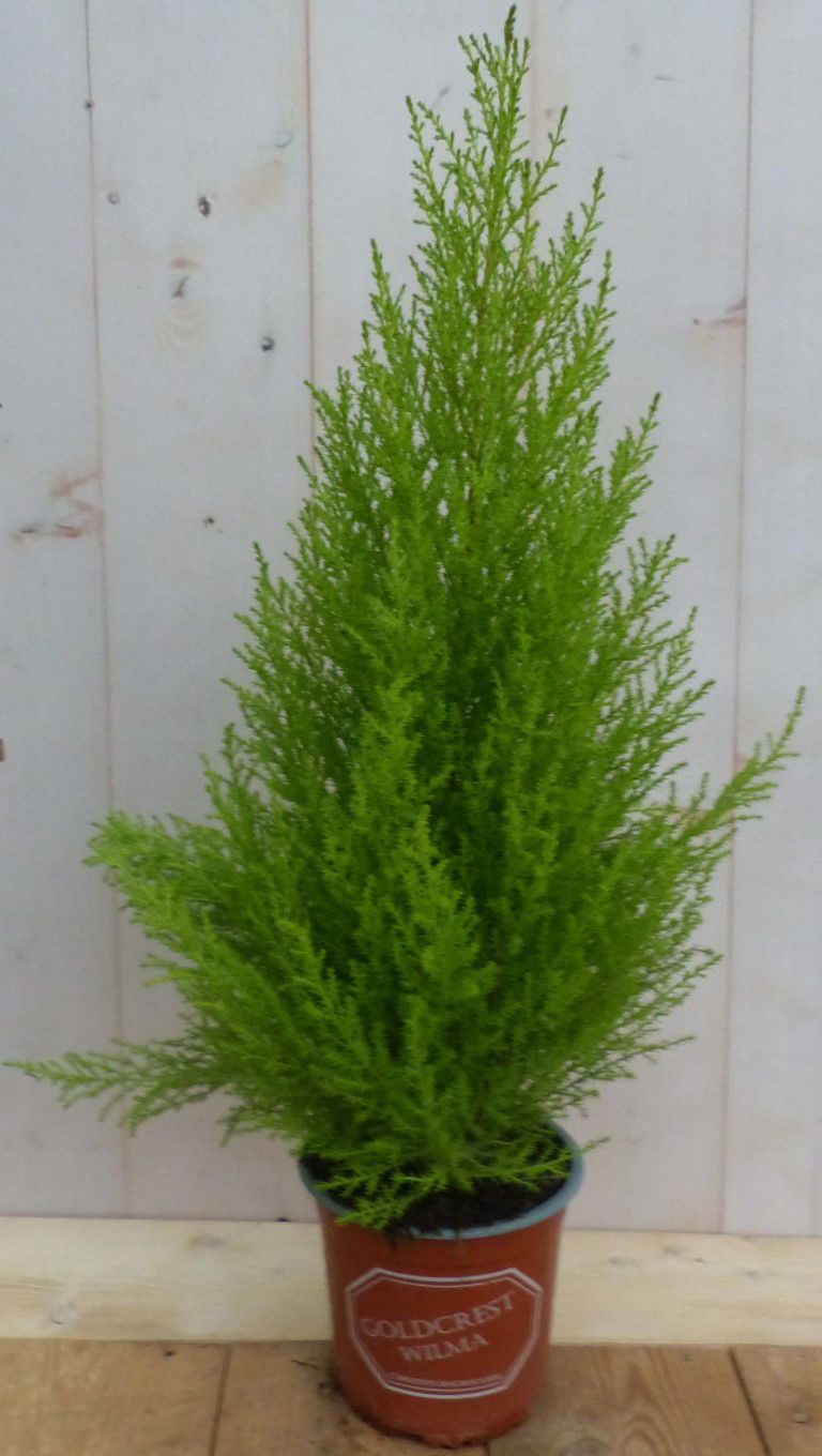 https://cdn.warentuin.nl/media/catalog/product/L/E/LEVE8149900043257_warentuin_natuurlijk_plant_kamerplant_kamerconifeer_cupressac_e9db.JPG