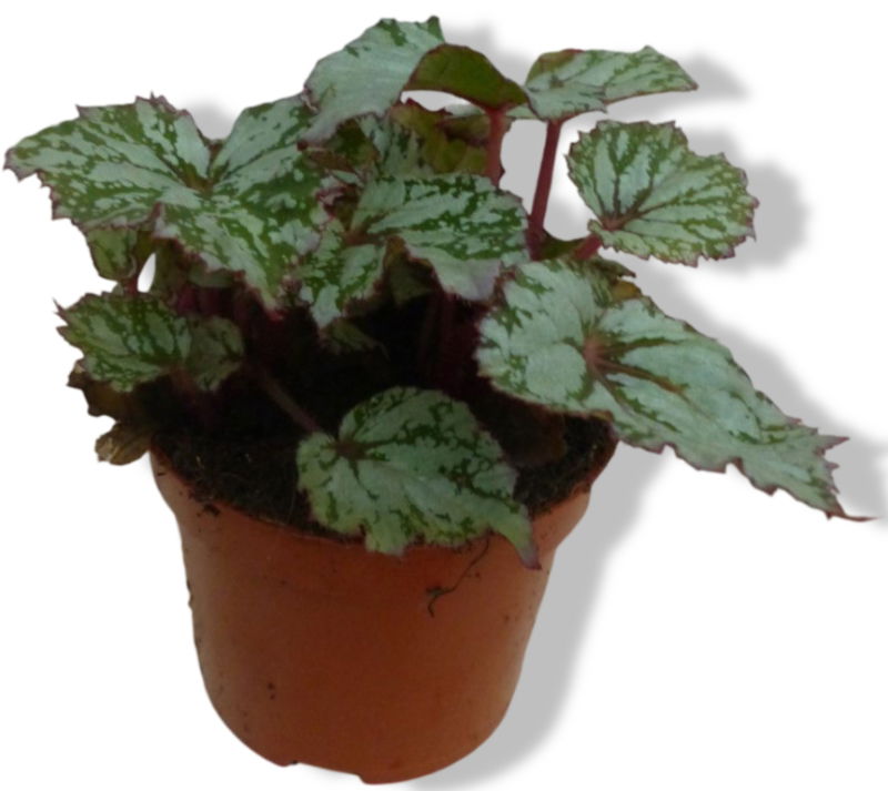 https://cdn.warentuin.nl/media/catalog/product/L/E/LEVE8149900043258_01_warentuin_natuurlijk_mini_blad_begonia_grijs_fe89.jpg