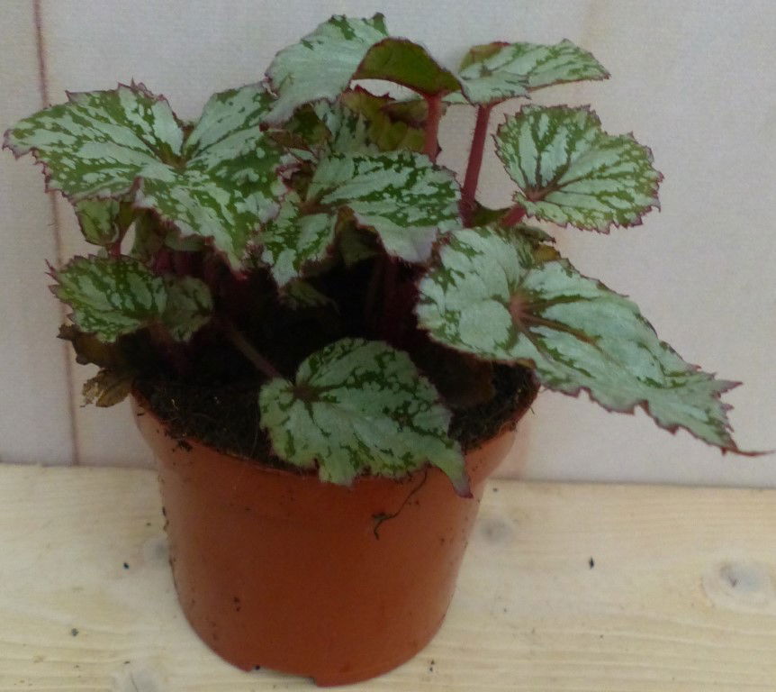 https://cdn.warentuin.nl/media/catalog/product/L/E/LEVE8149900043258_warentuin_natuurlijk_plant_kamerplant_mini_blad_begonia_grijs_ad7f.JPG