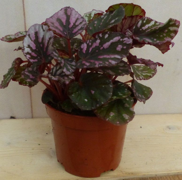 https://cdn.warentuin.nl/media/catalog/product/L/E/LEVE8149900043259_2_warentuin_natuurlijk_plant_kamerplant_mini_blad_begonia_roo_9d67.JPG