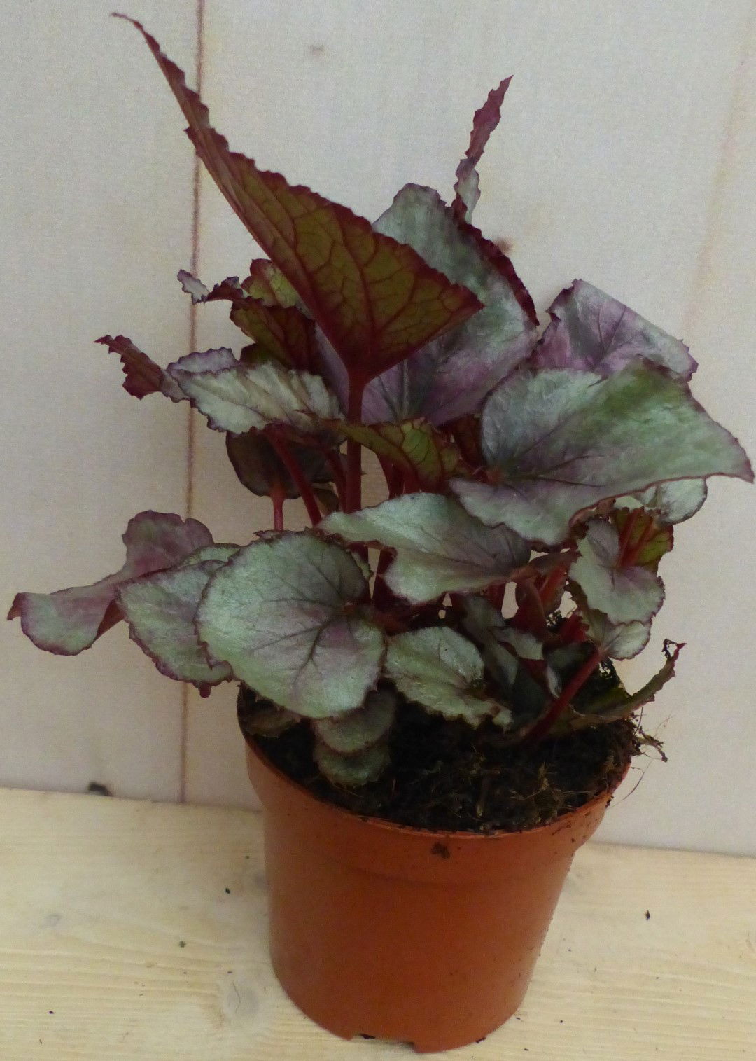 https://cdn.warentuin.nl/media/catalog/product/L/E/LEVE8149900043259_warentuin_natuurlijk_plant_kamerplant_mini_blad_begonia_rood__f180.JPG