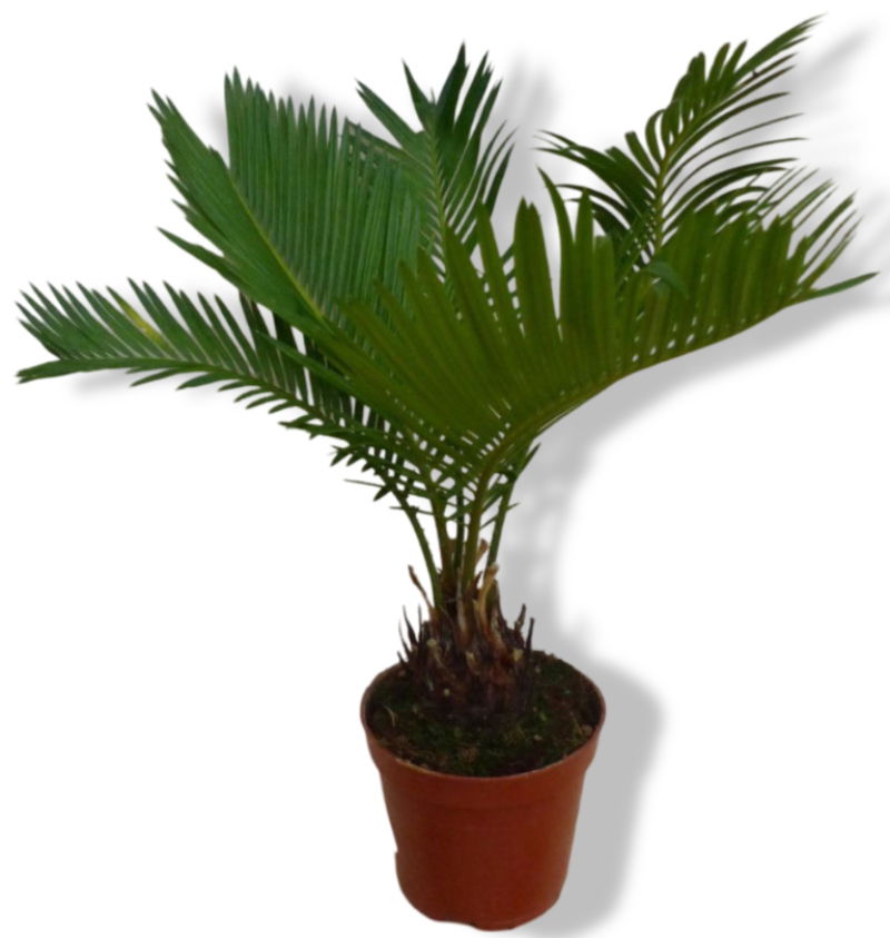 https://cdn.warentuin.nl/media/catalog/product/L/E/LEVE8149900043260_01_warentuin_natuurlijk_palmvaren_cycas_kamerpl_3140.jpg
