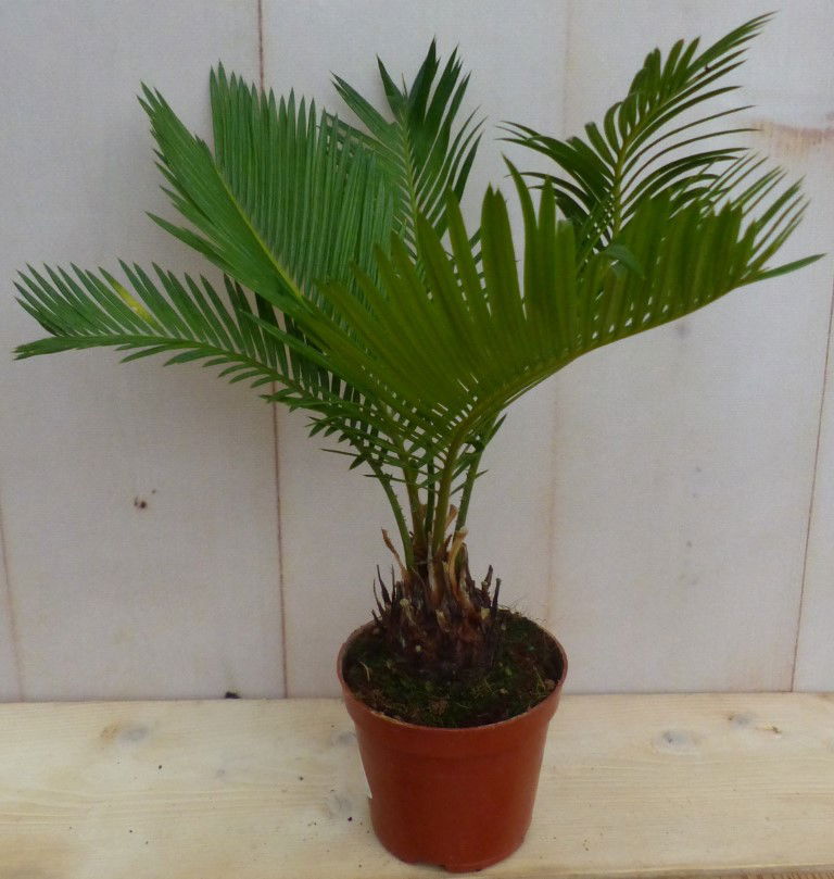 https://cdn.warentuin.nl/media/catalog/product/L/E/LEVE8149900043260_warentuin_natuurlijk_plant_kamerplant_palmvaren_cycas_5be6.JPG