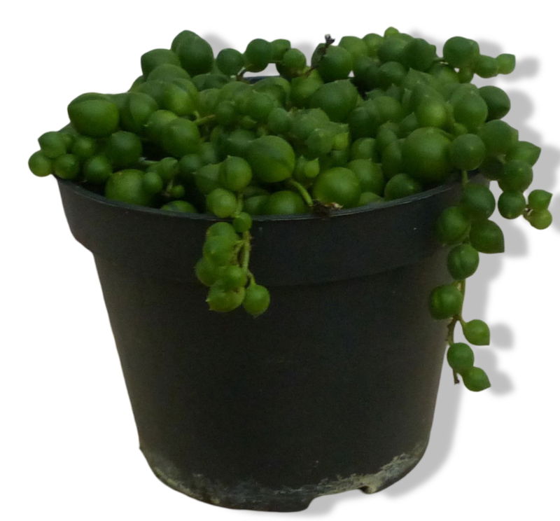 https://cdn.warentuin.nl/media/catalog/product/L/E/LEVE8149900043261_01_warentuin_natuurlijk_erwtenplant_viridi_kame_5f4c.jpg