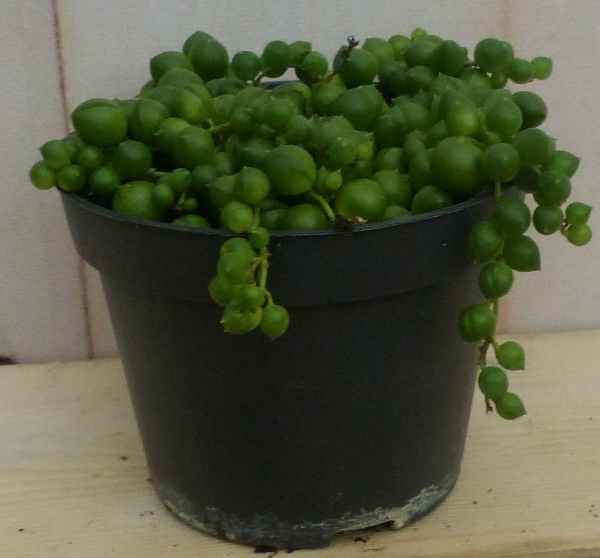 https://cdn.warentuin.nl/media/catalog/product/L/E/LEVE8149900043261_warentuin_natuurlijk_plant_kamerplant_erwtenplant_92e9.JPG