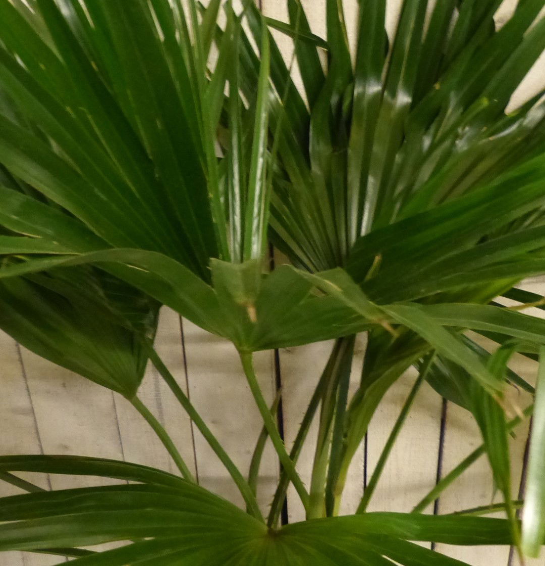 https://cdn.warentuin.nl/media/catalog/product/L/E/LEVE8149900043263_3_warentuin_natuurlijk_plant_kamerplant_livistona_australis_w_9302.JPG