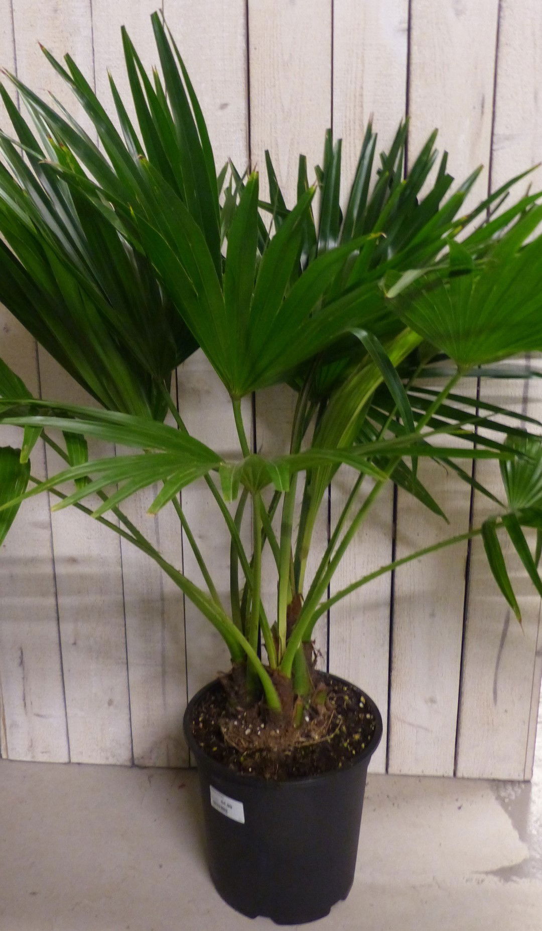 https://cdn.warentuin.nl/media/catalog/product/L/E/LEVE8149900043263_warentuin_natuurlijk_plant_kamerplant_livistona_australis_waa_e5dc.JPG