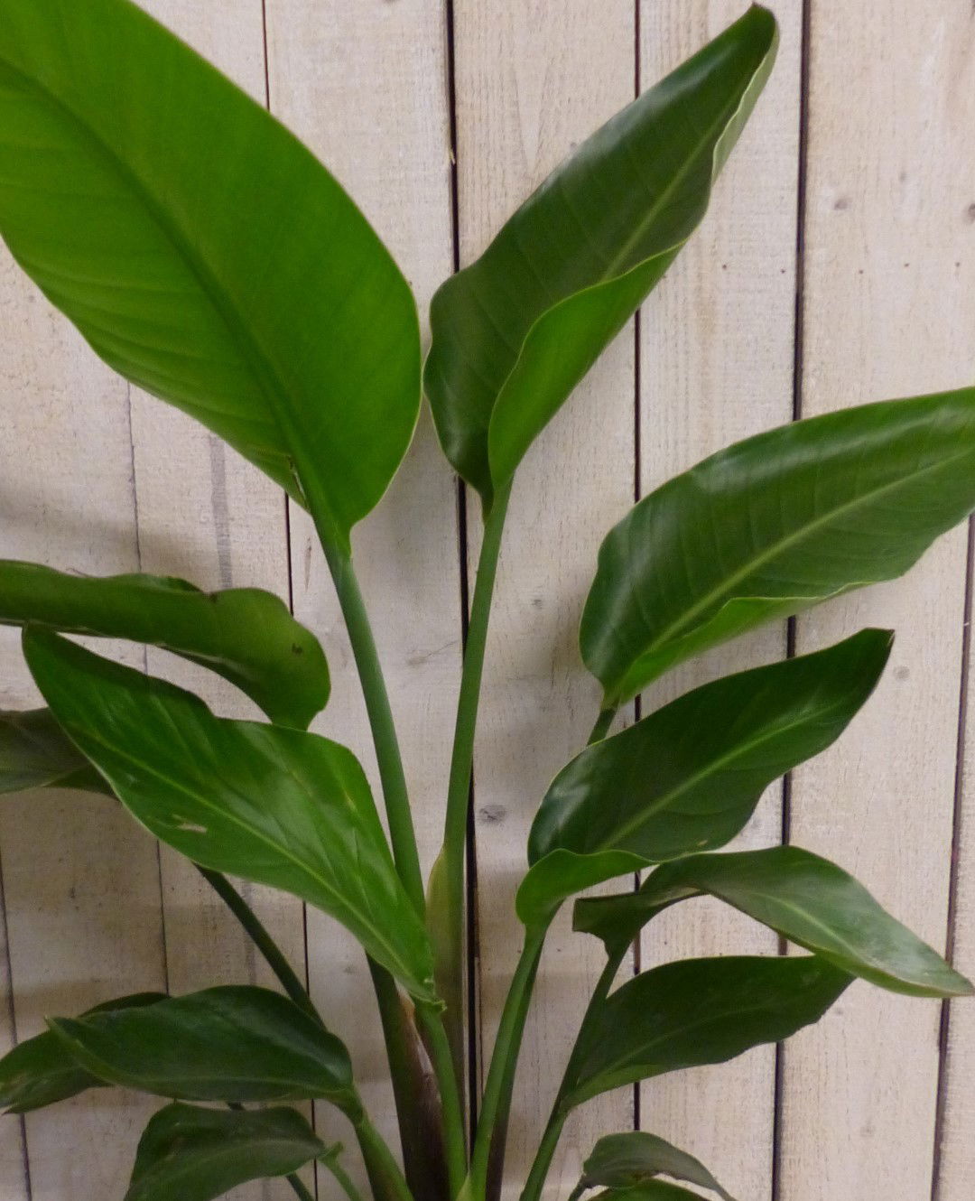 https://cdn.warentuin.nl/media/catalog/product/L/E/LEVE8149900043264_2_warentuin_natuurlijk_plant_kamerplant_paradijsvogelbloem_st_8348.JPG
