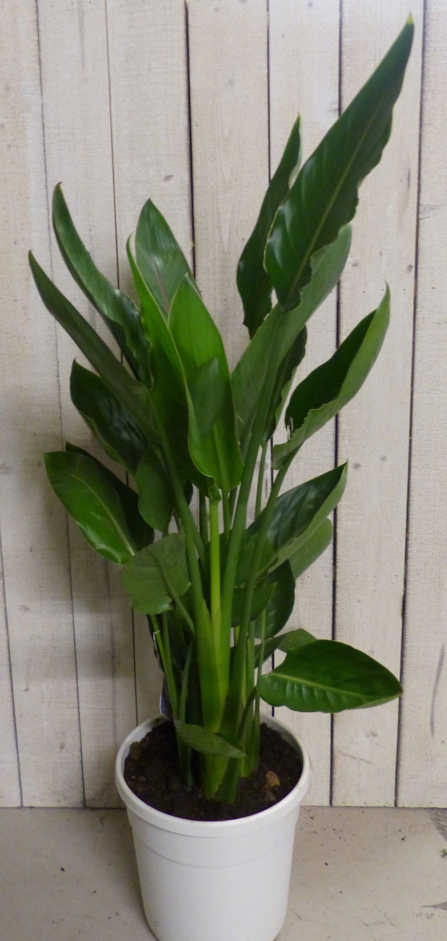 Warentuin natuurlijk Kamerplant Paradijsvogelbloem Strelitzia 100 cm - 