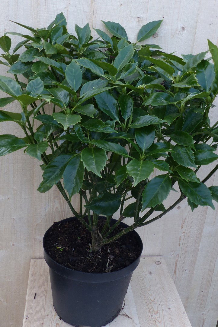 Warentuin natuurlijk Broodboom Aucuba Japonica 80 cm - 100 cm groen  - 