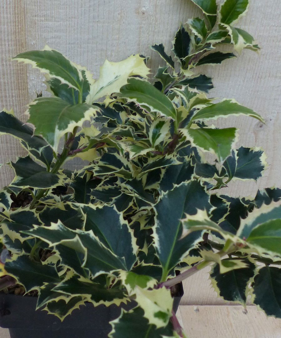 https://cdn.warentuin.nl/media/catalog/product/L/E/LEVE8149900043267_2_warentuin_natuurlijk_buitenplant_hulst_witbont_30_cm_warent_7f09.JPG