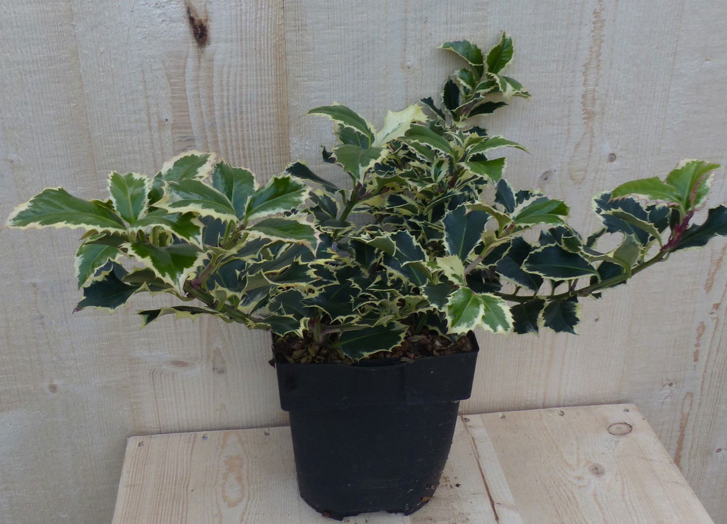 https://cdn.warentuin.nl/media/catalog/product/L/E/LEVE8149900043267_warentuin_natuurlijk_buitenplant_hulst_witbont_30_cm_warentui_d95d.JPG