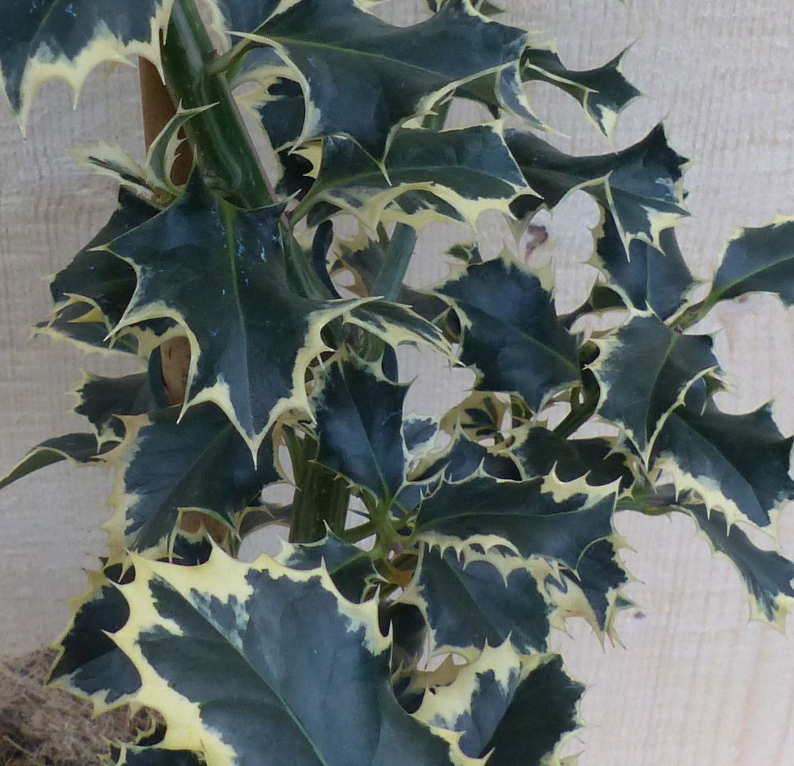 https://cdn.warentuin.nl/media/catalog/product/L/E/LEVE8149900043268_2_warentuin_natuurlijk_buitenplant_hulst_witbont_80_cm_warent_1fce.JPG