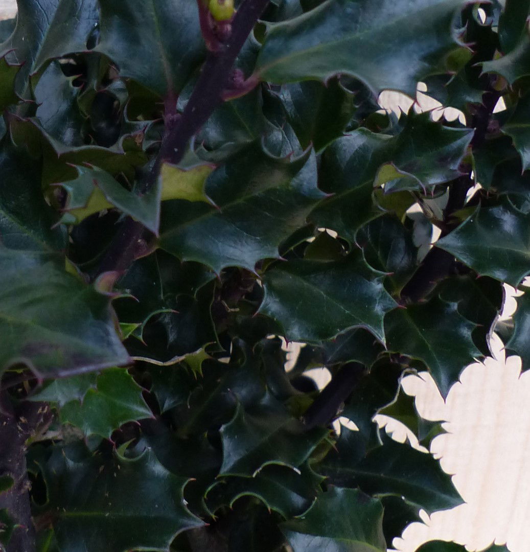 https://cdn.warentuin.nl/media/catalog/product/L/E/LEVE8149900043269_2_warentuin_natuurlijk_buitenplant_hulst_zwart_groen_30_cm_wa_9a3a.JPG